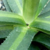 Lg. Beautiful Nizanda Green Striped Agav Plante (agave nizandensis sp)