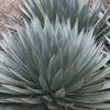 Blue Glow Agave (agave attenuata x ocahui)