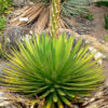 Lg. Symmetrical Sonoran Desert Agave (agave ocahui)