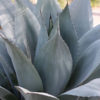 XL White Whale's Tongue Agave Plant (agave ovafolia)