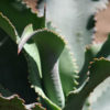 Ripples Century Plant (agave pablocarrilloi)