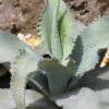 Lg. Ripples Century Plant (agave pablocarrilloi)