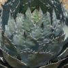 XL Silver Globe Agave (agave parrasana silver)