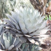 Rosette Blue-gray Agave (agave parryi)