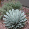 XL Silver Desert Rose Agave (agave parryi couesii)