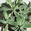 Lg. Japanese Cultivar Potatorum Agave Plant (agave potatorum variegata)