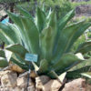 Lg. True Nectar, Canary Island Giant Agave (agave salmiana)