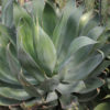 XL Blue Flame Agave (agave shawii x attenuata)