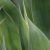 Blue Flame Agave (agave shawii x attenuata)