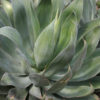 Lg. Blue Flame Agave (agave shawii x attenuata)