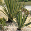 Lg. Caribbean Silver Dagger Agave Plant (agave sisalana variegata)