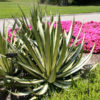 XL Silver Dagger Agave  (agave sisalana variegata)