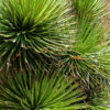 Fancy Hedgehog Agave (agave stricta)