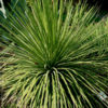 Lg. Fancy Hedgehog Agave Plant (agave stricta)