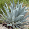 Lg. Sky Blue Desert Agave Plant (agave temacapulinensis sp)