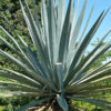 XL True Blue Tequila Agave Plant, Weber Azul (agave tequilana)