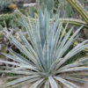Lg. Tequila Sunrise Agave, Weber Azul (agave tequilana marginata)