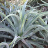 XL Octopus Agave (agave vilmoriniana)