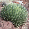 Classic Round Queen Victoria Agave (agave victoriae regina)