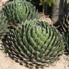 Popular Classic Round Queen Victoria Agave Plant (agave victoriae regina)