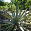 Lg. Variegated Arizona Star Soft Leaf Agave Plant (agave weberi)