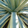 XL Variegated Arizona Star Soft Leaf Agave Plant (agave weberi)