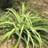 XL Medusa Agave Zuce Calamar Agave Plant (agave bracteosa)