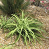 Lg. Medusa Agave Zuce Calamar Agave Plant (agave bracteosa)