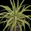 Zuce Stingray Agave (agave bracteosa sp)
