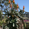 Aloe Africana (aloe sp)