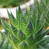Lg. Aristocrat Lace Aloe Plant (aloe aristata)