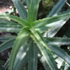 Lg. Variegated Candelabra Aloe Plant (aloe arborescens variegata)