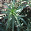 XL Variegated Candelabra Aloe Plant (aloe arborescens variegata)
