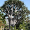 Giant Tree Aloe (aloe bainesii, barberae)