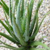 Bright Blue Elf Aloe Plant (aloe sp)