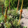 Bright Broom Aloe (aloe broomii)