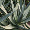 XL Nubian Aloe Plant (aloe camperi)