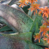Gorgeous Nubian Aloe Plant (aloe camperi)
