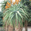 Candelabra Aloe (aloe candelabrum)