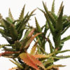 XL Tiger Tooth Aloe Plant (aloe congolensis)