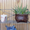 Lg. Amazonica Aloe Plant (aloe fragilis)