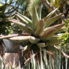 Cape Medical Aloe Plant (aloe ferox)