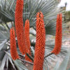 XL Cape Medical Aloe Plant (aloe ferox)