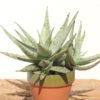 Lg. Kenya Silver Aloe Plant (aloe fragilis)
