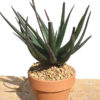 Lg. Delicate Gastrolea Midnight Aloe Plant (aloe fragilis)