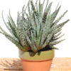 Lg. Cute Spider Aloe Plant (aloe humilis)