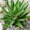 XL Nobilis Aloe Plant (aloe hybrid)
