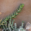 Lg. Nobilis Aloe Plant (aloe hybrid)