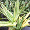 XL Highly Variegated Hawaiian Soap Aloe (aloe saponaria)