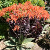 XL African Coral Aloe Plant (aloe striata)